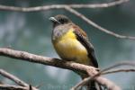 Orange-breasted trogon