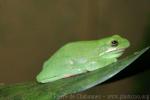 American green tree frog