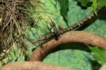 Madagascar leaf-nosed snake