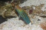 Blue spotted jawfish