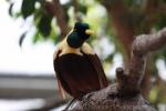 Red bird-of-paradise