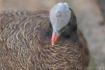 Helmeted curassow