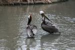 Brown pelican