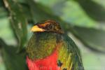 Golden-headed quetzal