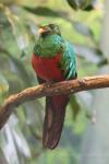 Golden-headed quetzal