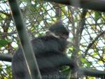 François's langur