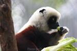 Coquerel's sifaka