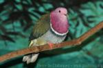 Pink-headed fruit-dove