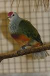 Mariana fruit-dove