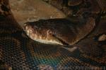 Reticulated python