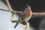 Eastern bluebird