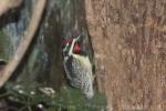 Yellow-bellied sapsucker