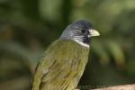 Collared finchbill