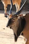 Giant eland