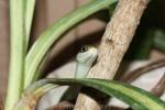 Gulf Coast ribbon snake