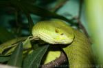 White-lipped tree viper