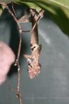 Satanic leaf-tailed gecko