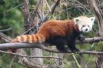 Red panda