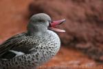 Cape teal