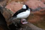 Bufflehead