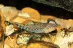 Orangethroat darter