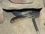 Banded cobra