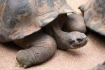 Volcan Acedo giant tortoise