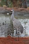 Sandhill crane