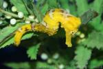 Longsnout seahorse