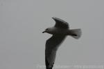 Ring-billed gull