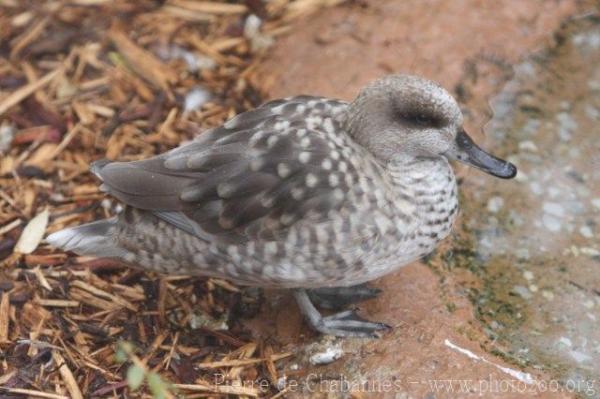 Marbled teal