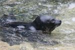 Harbor seal