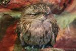 Tawny frogmouth