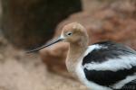 American avocet