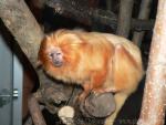 Golden lion tamarin