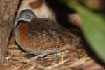 Madagascar buttonquail