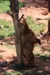 Grizzli bear