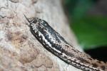 Steppe meadow viper