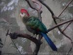 Red-crested turaco