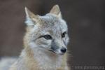 Swift fox