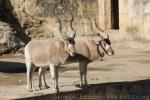 Addax