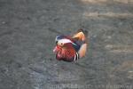 Mandarin duck