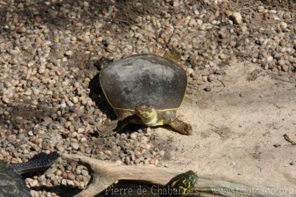 Spiny softshell turtle