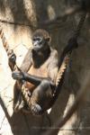 Central American spider monkey