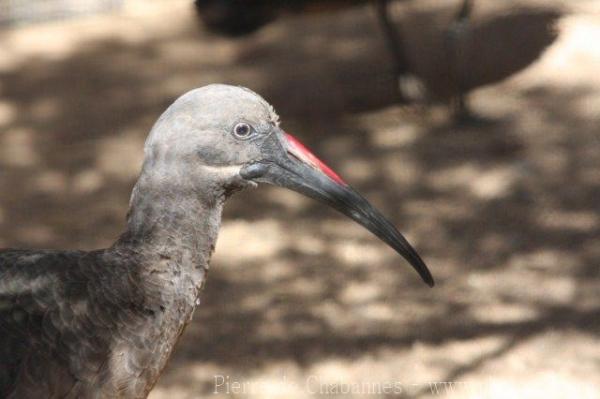 Hadada ibis