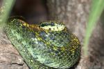 Black-speckled palm viper