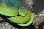 Mexican palm viper