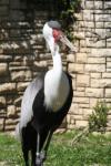 Wattled crane