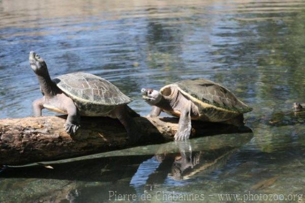 Painted terrapin