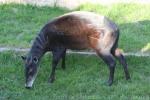 Western yellow-backed duiker